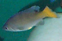 Cyp Bulu Point