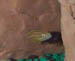 Albino Juli Ornatus2