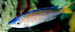 Cyprichromis Blue Flash