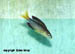 Jumbo Black Fin Cyp