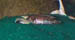 Speciosus